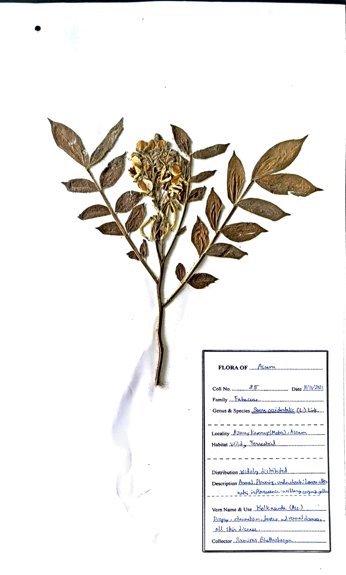 Kolkasunda (Ass.) (Herbarium)